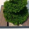 Wooden Tree Grate - Image 3